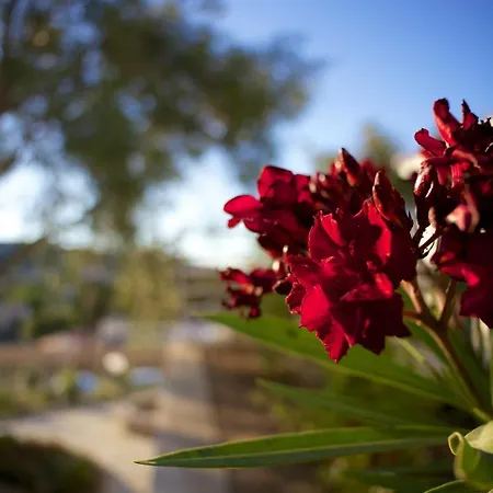 Résidence Le Clos Saint Paul LʼÎle-Rousse