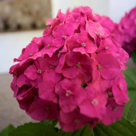 Appart hôtel Résidence Le Clos Saint Paul LʼÎle-Rousse