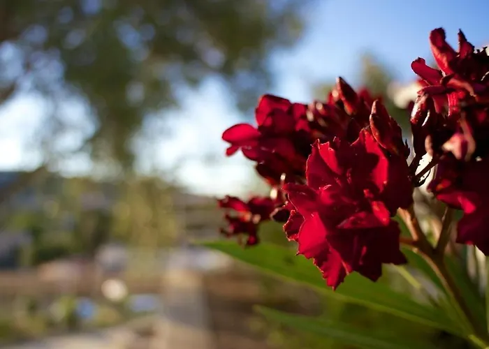 Le Clos Saint Paul LʼÎle-Rousse