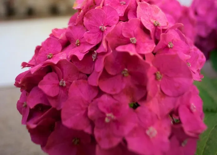 Apartmanhotel Le Clos Saint Paul LʼÎle-Rousse